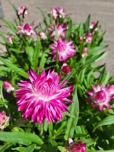 Sommer Blumen Hannover
